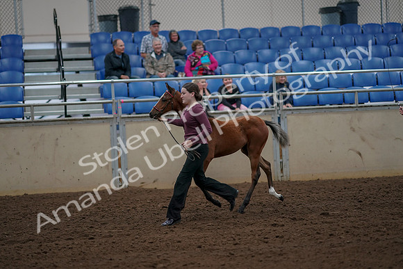 2019 Morgan Horse Show - Aug 30, 2019 - 24702