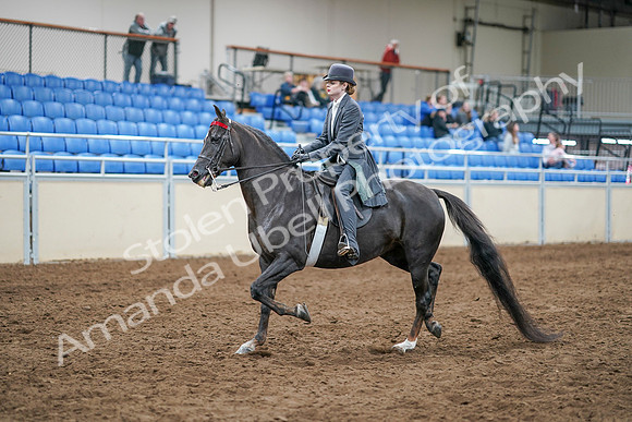 2020 - AB Morgan Horse - Sun, Sept 06 - 08303