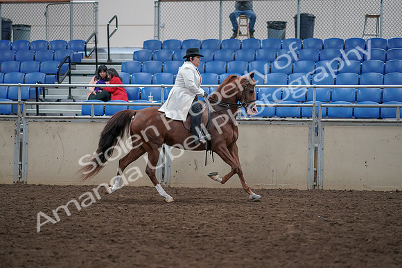 2019 Morgan Horse Show - Aug 31, 2019 - 17977
