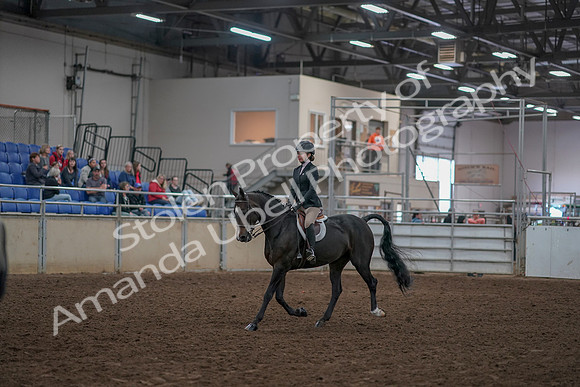 2019 Morgan Horse Show - Aug 30, 2019 - 12122