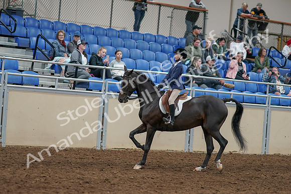 2020 - AB Morgan Horse - Sun, Sept 06 - 07927