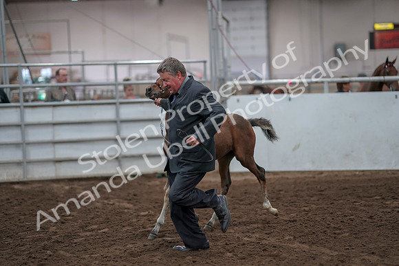 2019 Morgan Horse Show - Aug 31, 2019 - 00887