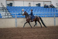 2019 Morgan Horse Show - Sept 01, 2019 - 12743