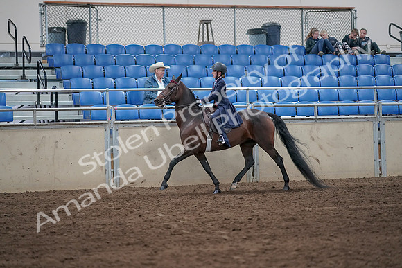 2019 Morgan Horse Show - Sept 01, 2019 - 12743