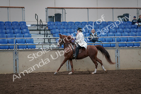 2019 Morgan Horse Show - Aug 31, 2019 - 17896