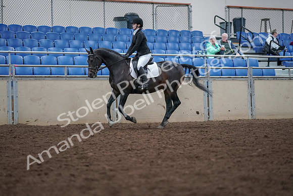 2019 Morgan Horse Show - Aug 30, 2019 - 18430