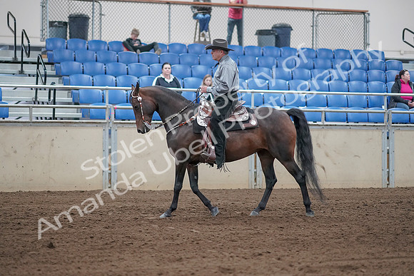 2019 Morgan Horse Show - Sept 01, 2019 - 06790