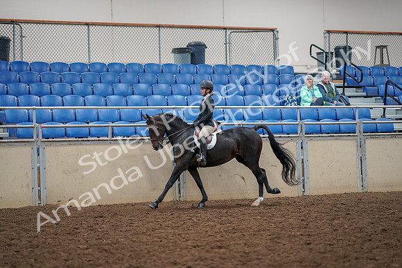 2019 Morgan Horse Show - Aug 30, 2019 - 23397