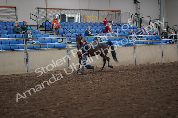 2019 Morgan Horse Show - Aug 31, 2019 - 03934