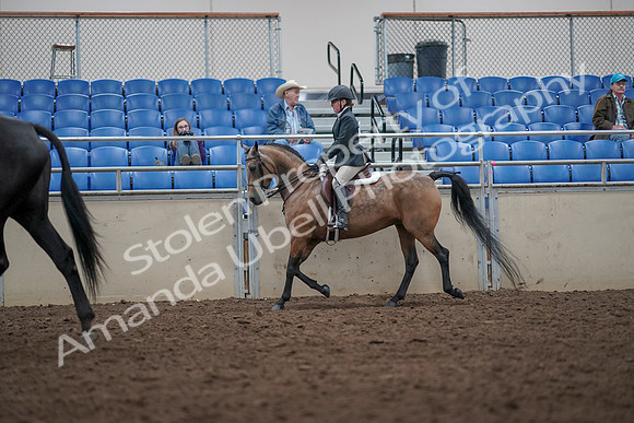 2019 Morgan Horse Show - Aug 31, 2019 - 14916