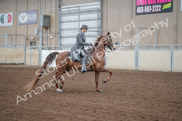 2019 Morgan Horse Show - Aug 30, 2019 - 15638