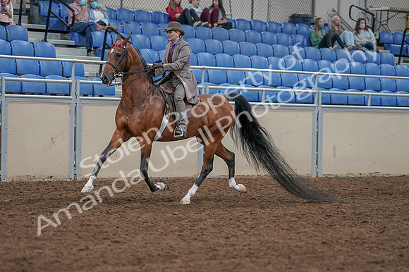 2020 - AB Morgan Horse - Fri, Sept 04 - 11363