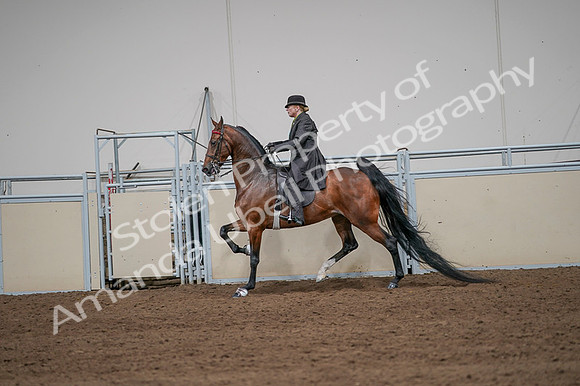2020 - AB Morgan Horse - Fri, Sept 04 - 09666