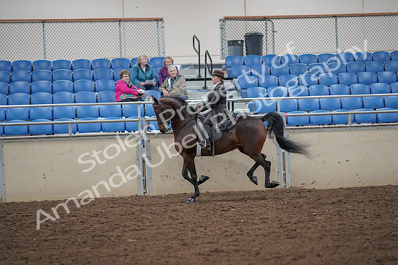 2019 Morgan Horse Show - Aug 30, 2019 - 28024