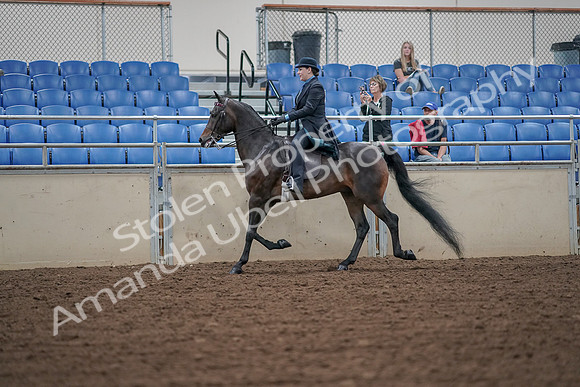 2019 Morgan Horse Show - Aug 30, 2019 - 15300