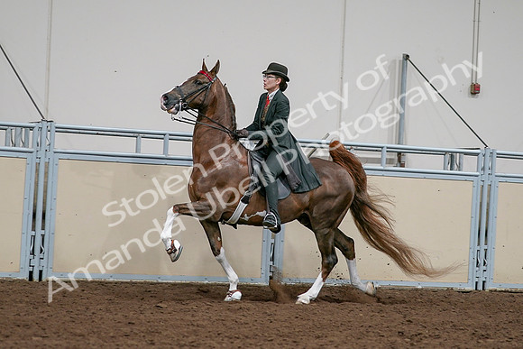 2020 - AB Morgan Horse - Sat, Sept 05 - 13039