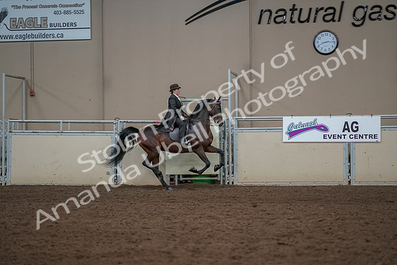 2019 Morgan Horse Show - Aug 30, 2019 - 28198
