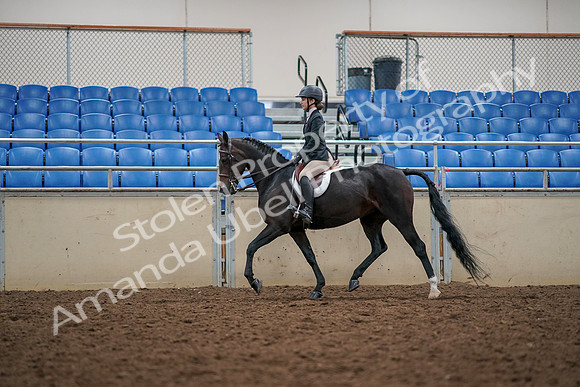 2019 Morgan Horse Show - Aug 30, 2019 - 23309