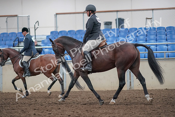 2019 Morgan Horse Show - Aug 31, 2019 - 14728