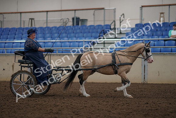 2019 Morgan Horse Show - Aug 31, 2019 - 04485