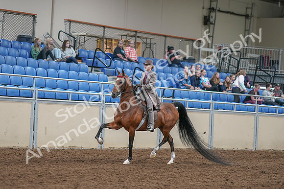 2020 - AB Morgan Horse - Fri, Sept 04 - 11356
