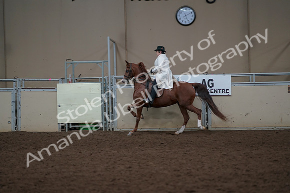 2019 Morgan Horse Show - Aug 31, 2019 - 17887