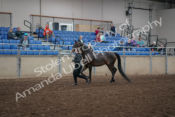 2019 Morgan Horse Show - Aug 31, 2019 - 03954