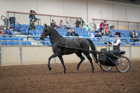 2019 Morgan Horse Show - Aug 31, 2019 - 04622