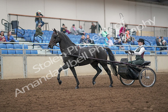2019 Morgan Horse Show - Aug 31, 2019 - 04622