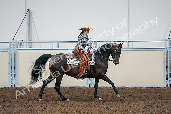 2020 - AB Morgan Horse - Fri, Sept 04 - 00417