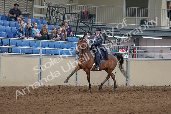 2020 - AB Morgan Horse - Fri, Sept 04 - 11456