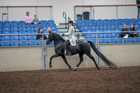2019 Morgan Horse Show - Aug 31, 2019 - 09240