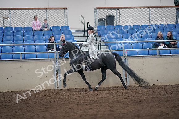 2019 Morgan Horse Show - Aug 31, 2019 - 09240