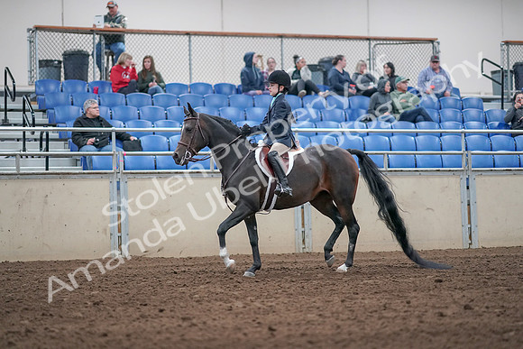 2019 Morgan Horse Show - Aug 31, 2019 - 19493