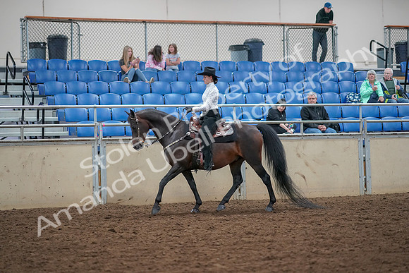 2019 Morgan Horse Show - Aug 30, 2019 - 16759