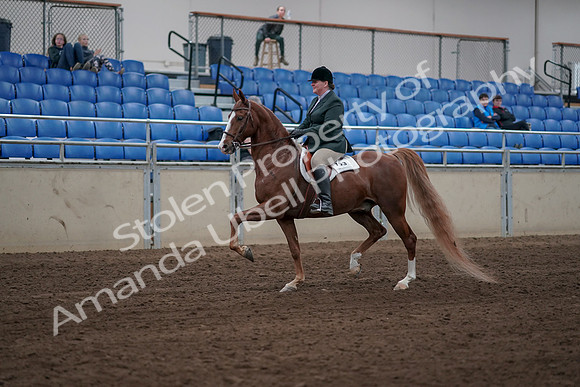 2019 Morgan Horse Show - Sept 01, 2019 - 12169