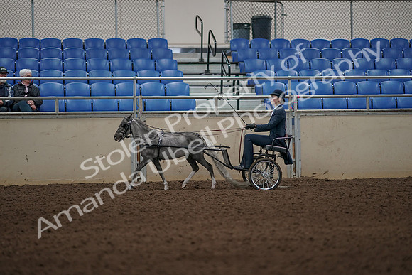 2019 Morgan Horse Show - Aug 31, 2019 - 04373
