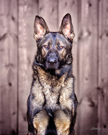 Dogs and Cats - 046
