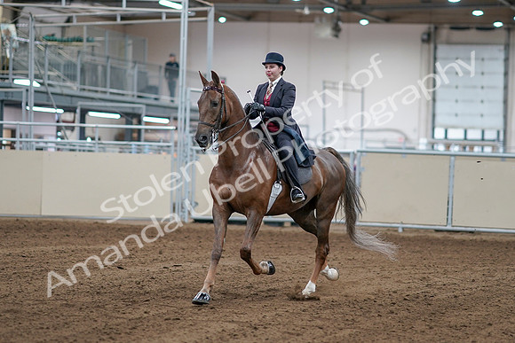 2020 - AB Morgan Horse - Sat, Sept 05 - 06041