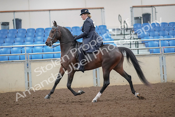 2019 Morgan Horse Show - Aug 30, 2019 - 24304