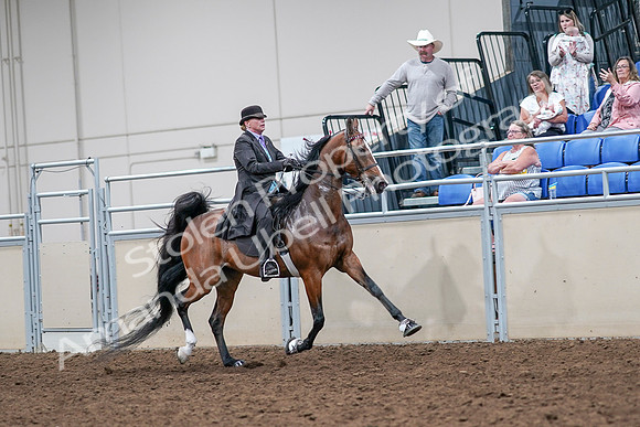 2020 - AB Morgan Horse - Sat, Sept 05 - 13207