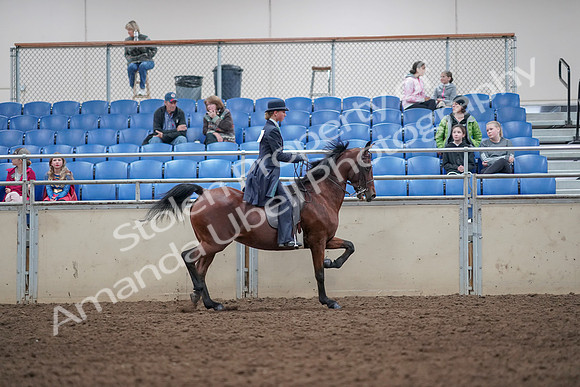 2019 Morgan Horse Show - Aug 31, 2019 - 09609