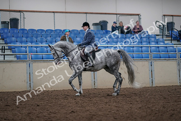 2019 Morgan Horse Show - Aug 31, 2019 - 14764