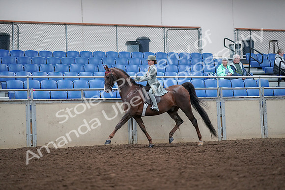 2019 Morgan Horse Show - Aug 30, 2019 - 17857