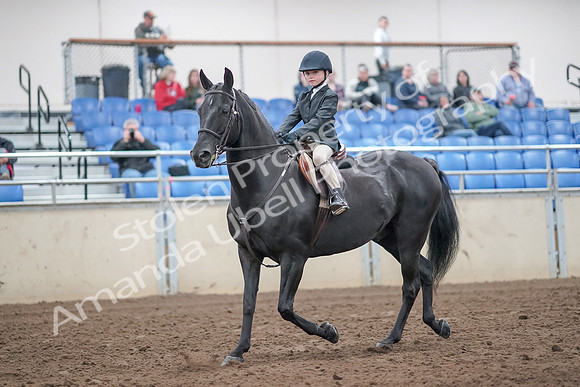 2019 Morgan Horse Show - Aug 31, 2019 - 19406