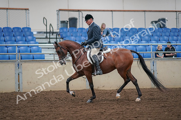 2019 Morgan Horse Show - Aug 30, 2019 - 16128