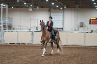 2020 - AB Morgan Horse - Fri, Sept 04 - 09495