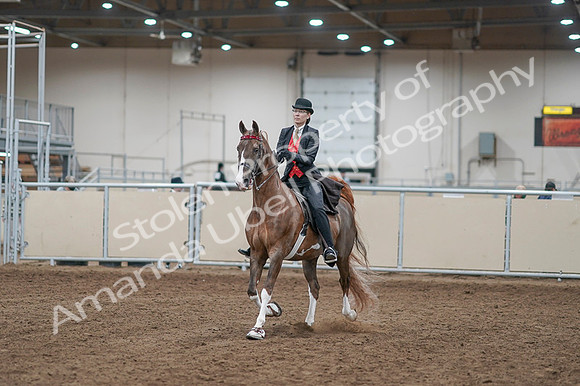 2020 - AB Morgan Horse - Fri, Sept 04 - 09495