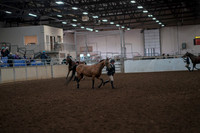 2019 Morgan Horse Show - Aug 31, 2019 - 01495