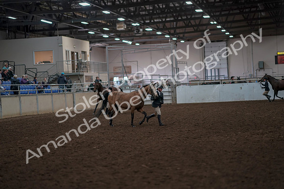 2019 Morgan Horse Show - Aug 31, 2019 - 01495